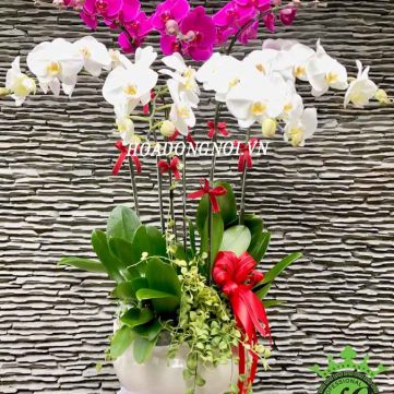 Hoa Lan Hồ Điệp Hoa Đồng Nội 001
