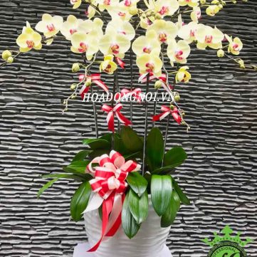 Hoa Lan Hồ Điệp Hoa Đồng Nội 002