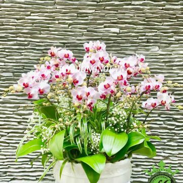 Hoa Lan Hồ Điệp Hoa Đồng Nội 003