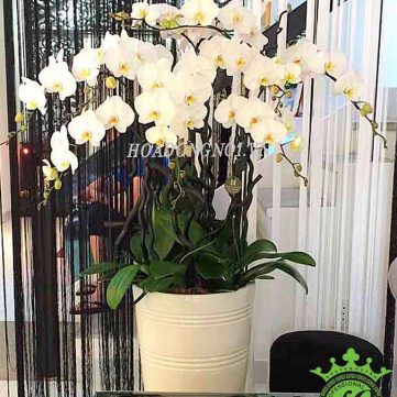 Hoa Lan Hồ Điệp Hoa Đồng Nội 006