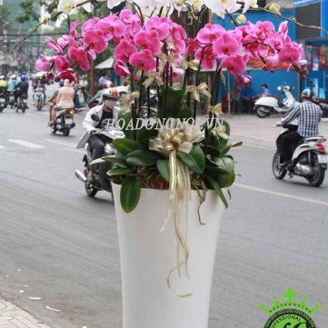 Hoa Lan Hồ Điệp Hoa Đồng Nội 009