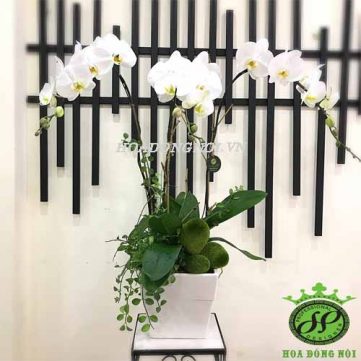 Hoa Lan Hồ Điệp Hoa Đồng Nội 010