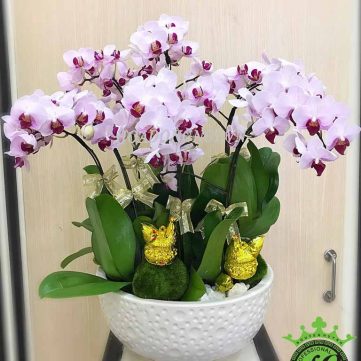 Hoa Lan Hồ Điệp Hoa Đồng Nội 012