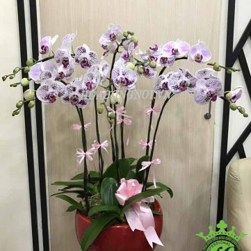 Hoa Lan Hồ Điệp Hoa Đồng Nội 013