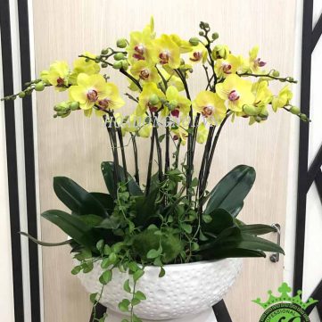 Hoa Lan Hồ Điệp Hoa Đồng Nội 014