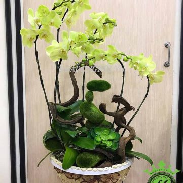 Hoa Lan Hồ Điệp Hoa Đồng Nội 015