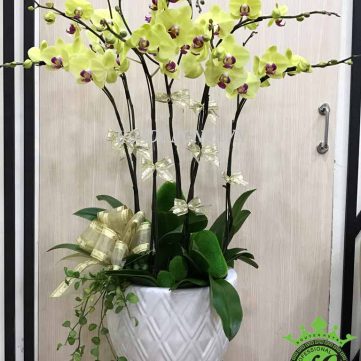 Hoa Lan Hồ Điệp Hoa Đồng Nội 018