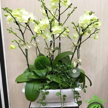 Hoa Lan Hồ Điệp Hoa Đồng Nội 019