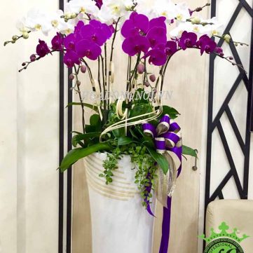 Hoa Lan Hồ Điệp Hoa Đồng Nội 020